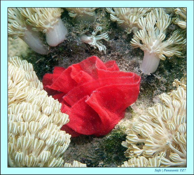 2011 - 08 - Bohey Dulang Island 32